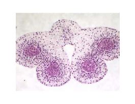 Prepared Slide, Plant Cell Meiosis, Lily Meiosis, First Meiotic Division