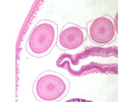Prepared Slide, Animal Cell Mitosis, Ascaris (Roundworm), Mitosis, Sec
