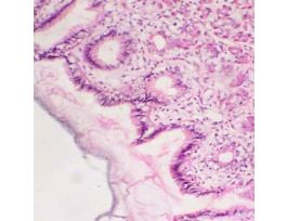 Prepared Slide, Human Stomach Tissue, Healthy