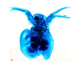 Prepared Slide, Daphnia (Water Flea), Wm