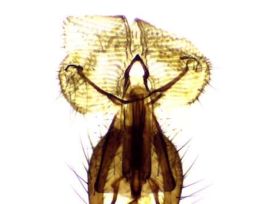 Prepared Slide, Housefly Head, Legs, and Wings