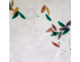 Prepared Slide, Mixed Protozoa
