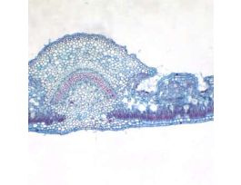 Prepared Slide, Oleander Leaf, Cs