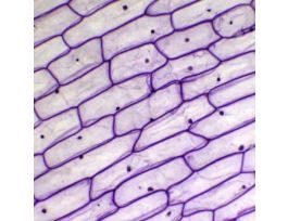 Prepared Slide, Onion Skin, Cs