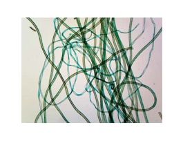 Prepared Slide, Textile Fibers, 3 Types