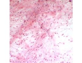 Prepared Slide, Areolar Tissue, Animal, Cs