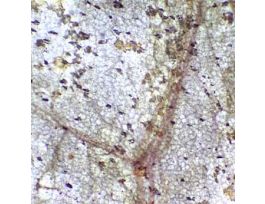 Prepared Slide, Squamous Mesothelium, Mammal, Wm