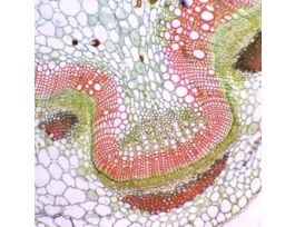 Prepared Slide, Monocot Stem