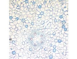 Prepared Slide, Ranunculus Stem, Buttercup, Cs