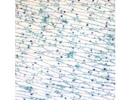 Prepared Slide, Onion Leaf Epidermis