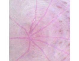 Prepared Slide, Fish Scale