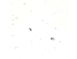 Prepared Slide, Mixed Diatoms, Wm