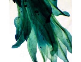 Prepared Slide, Moss Stem with Leaves, Wm