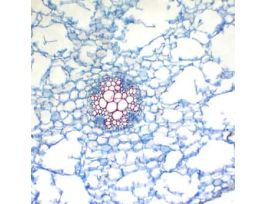 Prepared Slide, Buttercup Root