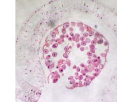 Prepared Slide, Lily Anthers, Cs