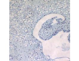 Prepared Slide, Lily Ovary, Cs