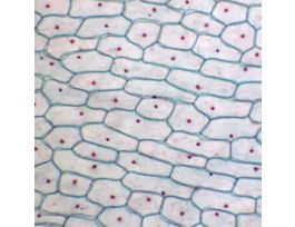 Prepared Slide, Onion Bulb Epidermis, Plant Cells Slide, Wm
