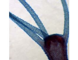 Prepared Slide, Hydra, Wm