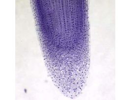 Prepared Slide, Onion Root Tip Mitosis