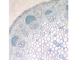 Prepared Slide, Sunflower Stem, Cs