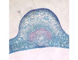 Prepared Slide, Lilac Leaf