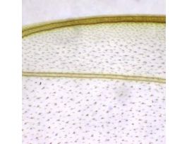 Prepared Slide, Honeybee Anterior and Posterior Wing