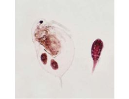 Prepared Slide, Daphnia and Cyclops, Wm