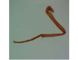 Prepared Slide, Housefly Leg with Clinging Pads