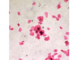 Prepared Slide, Human Cheek Cells