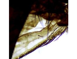 Prepared Slide, Housefly, Wm