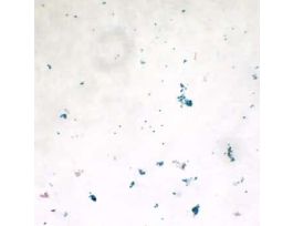 Prepared Slide, Green Algae