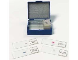 Prepared Microscope Slide Set, Biology, Set of 14 Slides; 1/EA