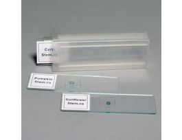 Prepared Microscope Slide Set, Plant, Set of 4 Slides; 1/EA