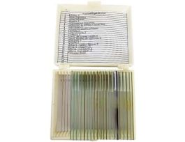 Prepared Microscope Slide Set, Protozoa and Algae, Set of 20 Slides; 1/EA