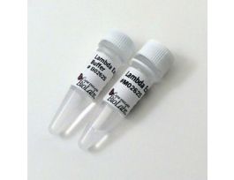 LAMBDA EXONUCLEASE