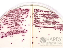 MRSA /STAPH AUREUS HARDYCHROM 15X100 MM