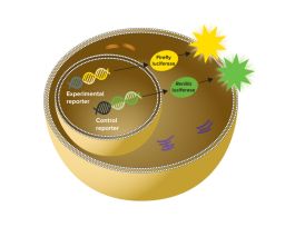 KIT SPECTRAMAX DUOLUC REPORTER BULK