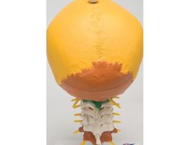MODEL COLORED CERVICAL SKULL