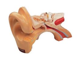 MODEL ENLARGED EAR