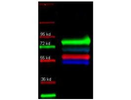 A-1-TRYPSIN ANTIBODY 100UG