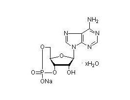 ADENOSINE 3',5'-CYCLIC MONOPHO