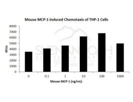 200-39-500UG MOUSE MCP-1 / CCL2