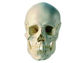 MODEL SKULL 14PRT