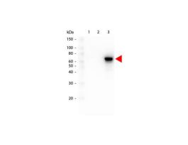 AKT3 ANTIBODY 25UL