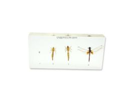 EMBEDMENT DRAGONFLY LIFE CYCLE