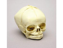 MODEL SKULL HUMAN FETAL 40 WEEKS.