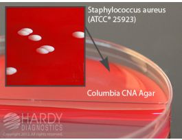 CNA AGAR/MACCONKEY BIPLATE 100BX