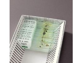 INSECT ANATOMY SET SET/12