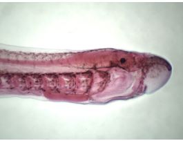 AMMOCOETES (WM) SLIDE (LAMPREY LARVA)