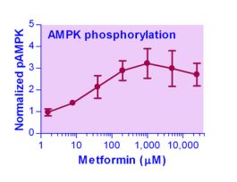 KIT AMPK PHSPHRYLT ASSAY ENZYFLUO 100TST